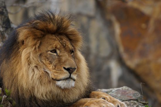 how to be an alpha male traits